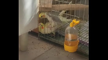 Piriquitinha