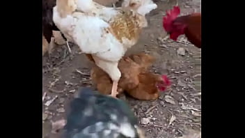 Pollito aleteando sexo duro